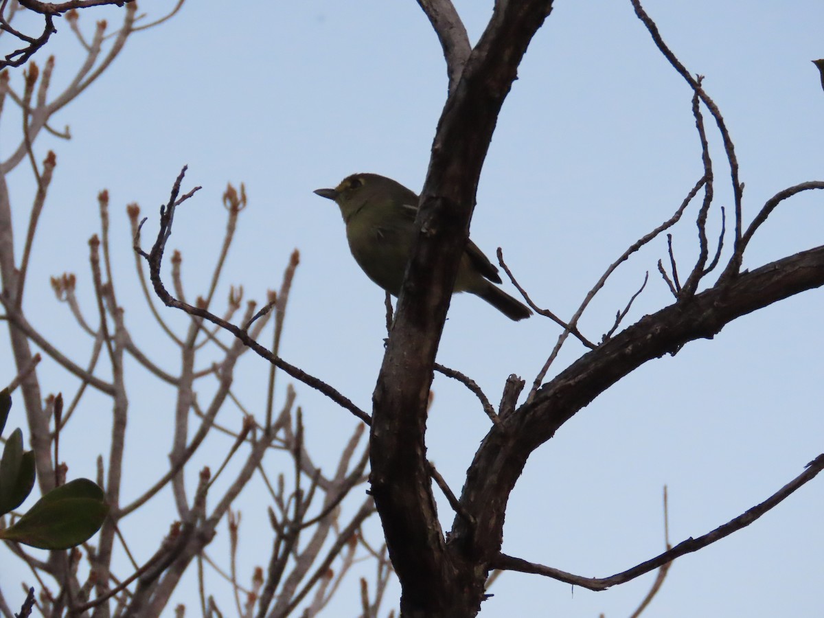 Thick-billed Vireo - ML644520631