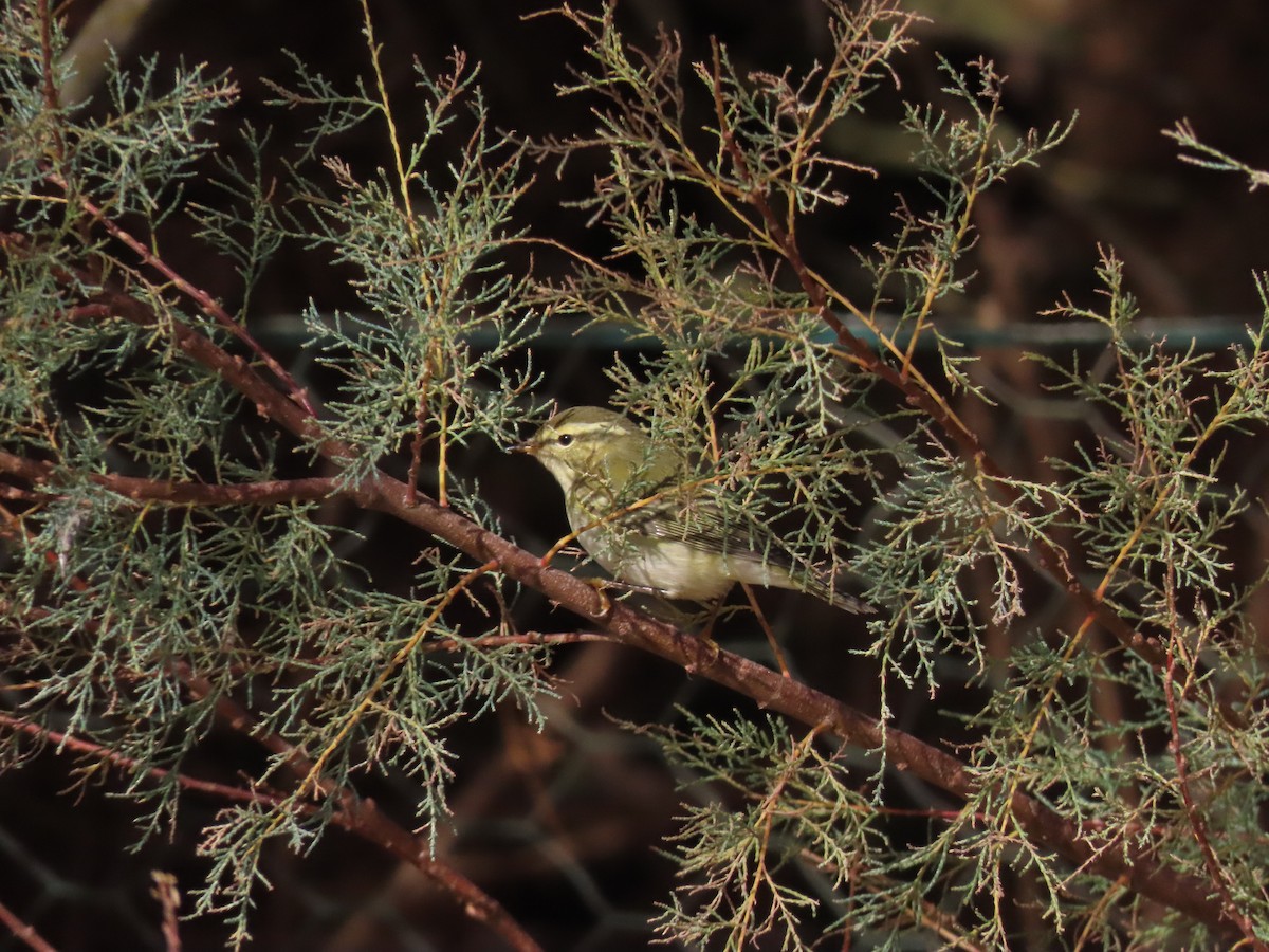 Yellow-browed Warbler - ML644520638