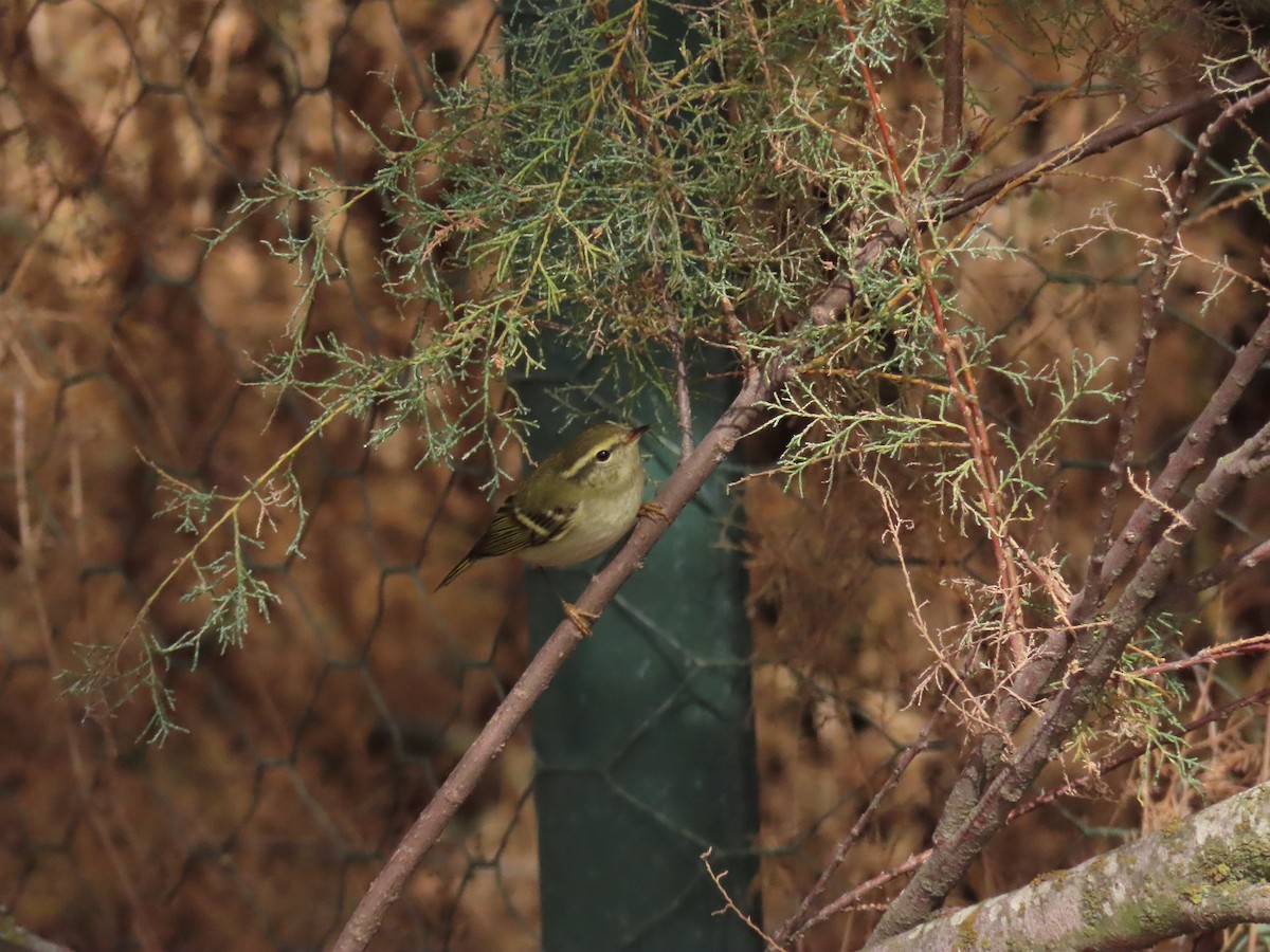 Yellow-browed Warbler - ML644520639