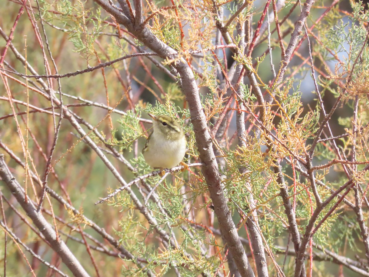Yellow-browed Warbler - ML644520640
