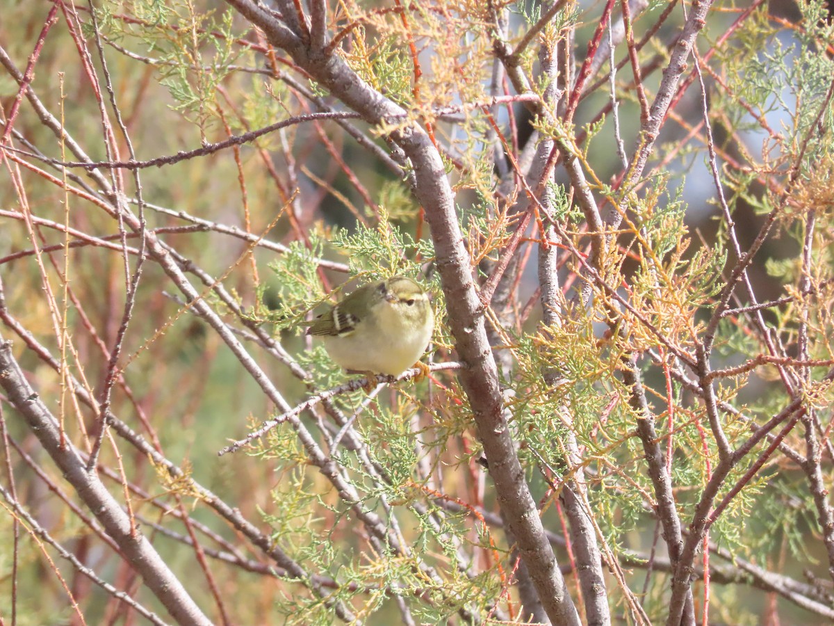 Yellow-browed Warbler - ML644520641