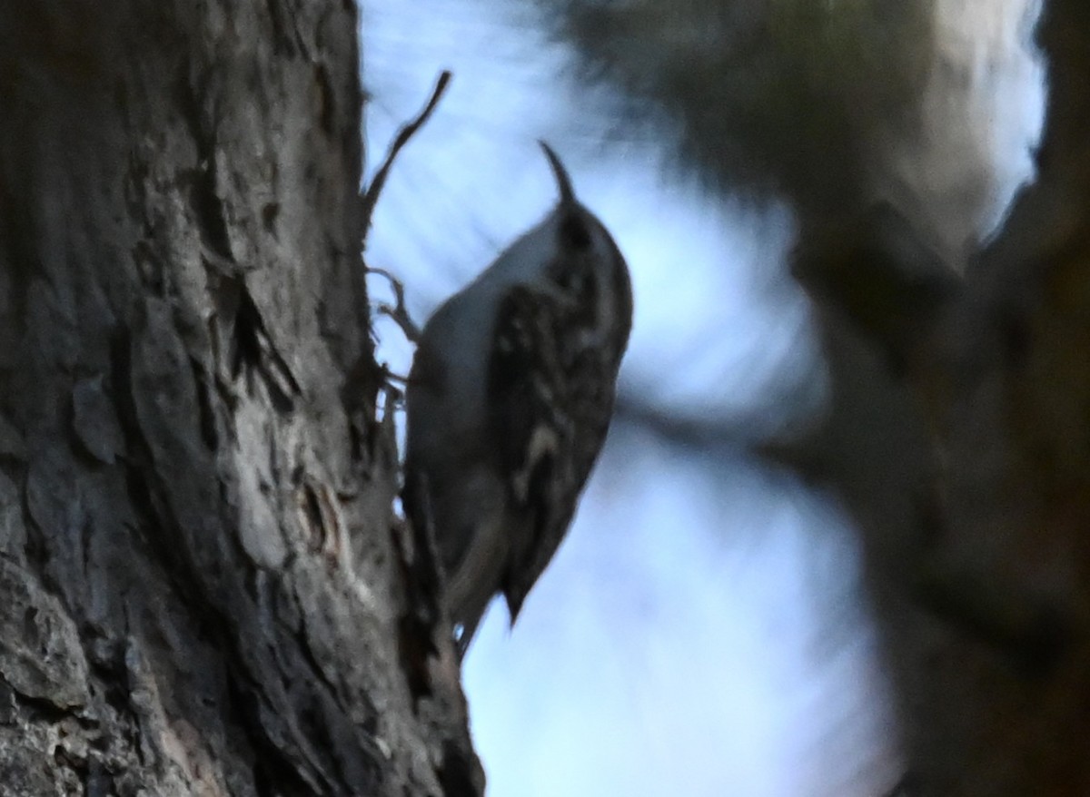 キバシリ - ML644520642