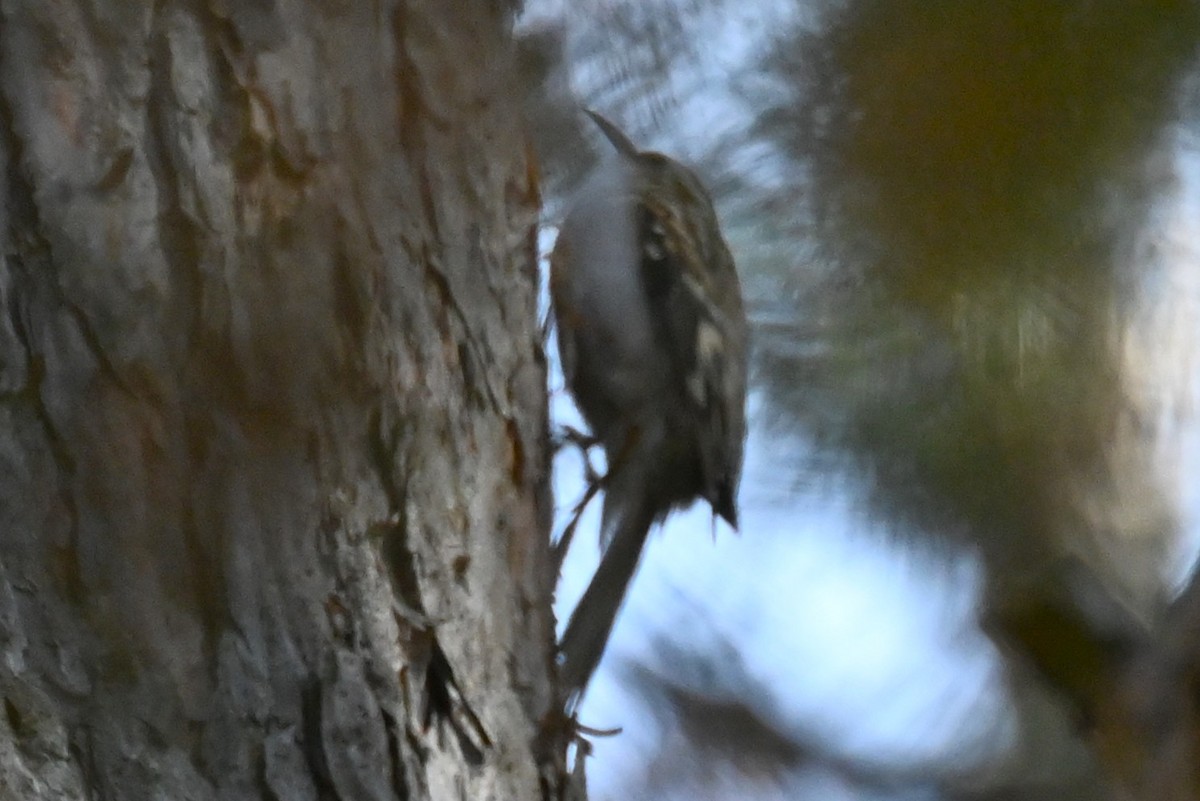 キバシリ - ML644520643