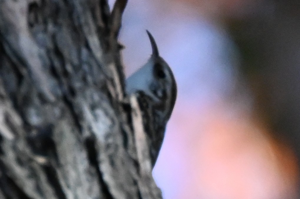 キバシリ - ML644520644