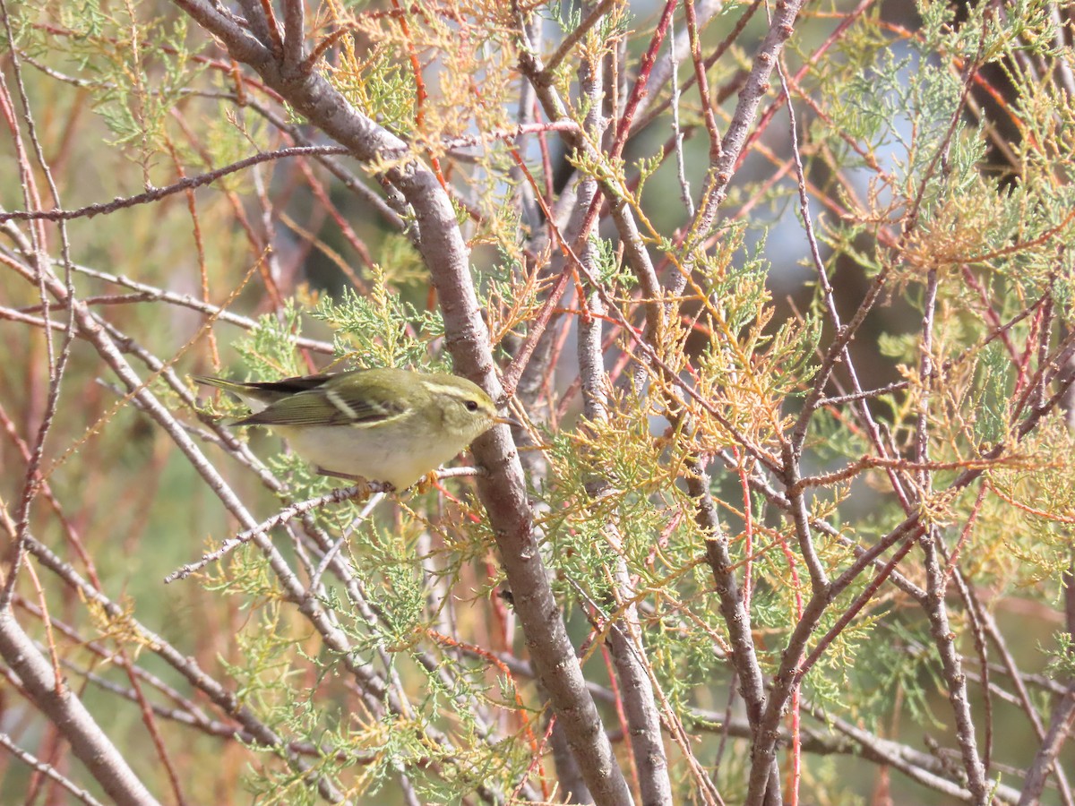 Yellow-browed Warbler - ML644520645