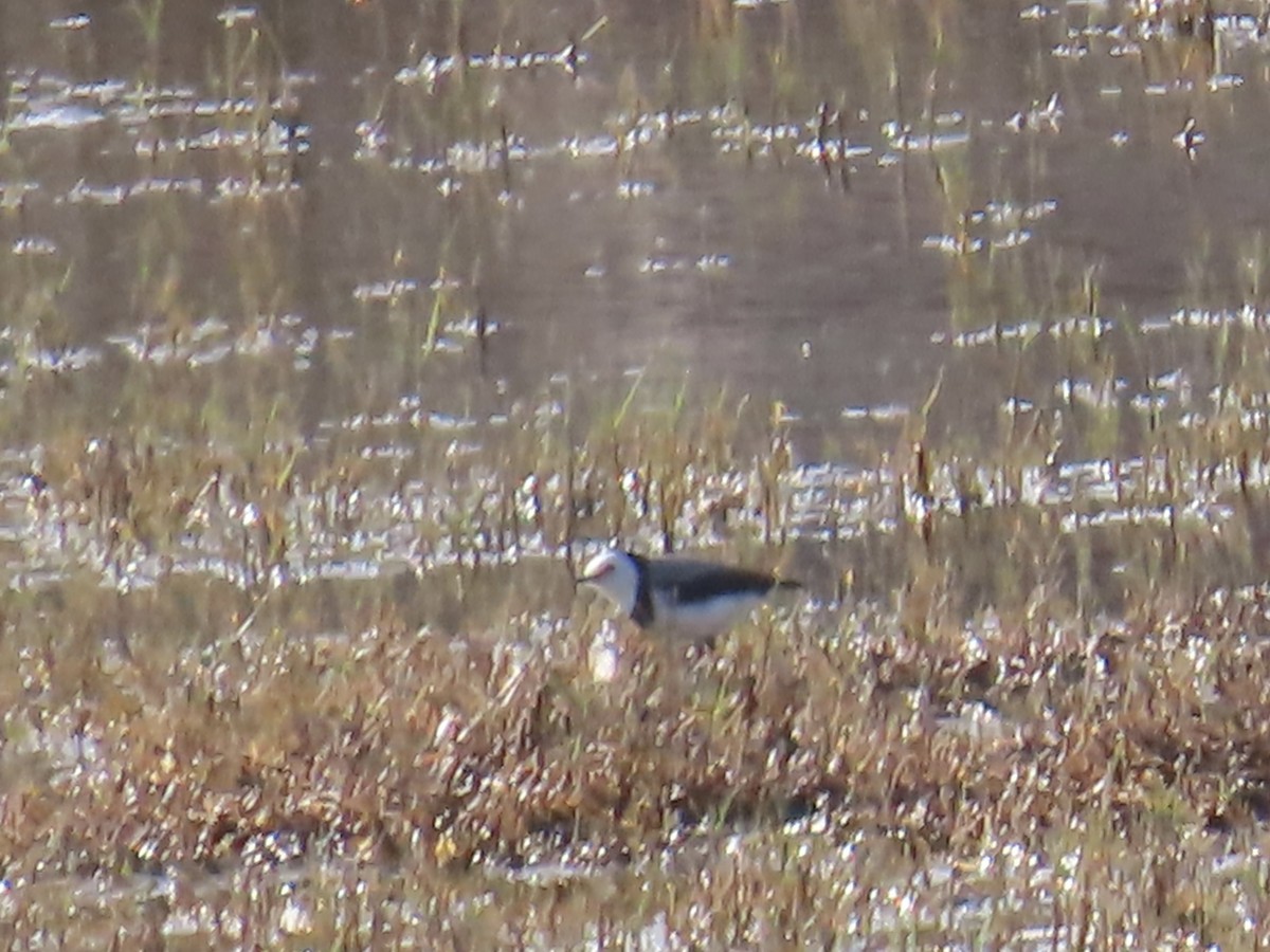 Eptianuro Pío - ML644520646