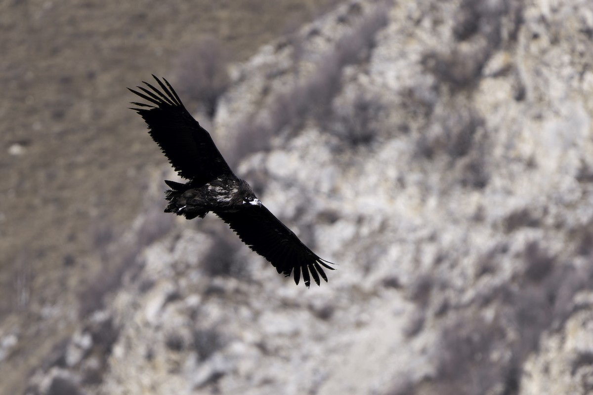 Buitre Negro - ML644520650