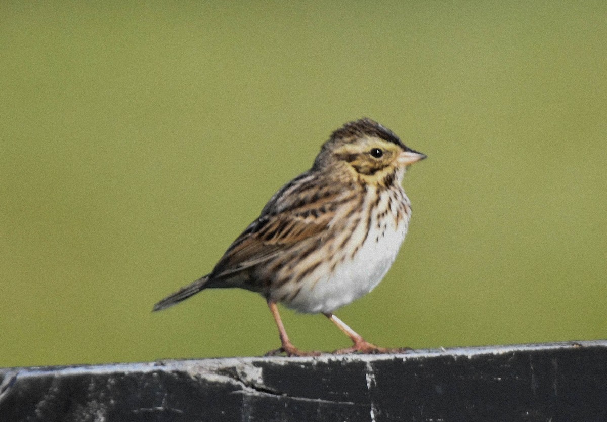 Grasammer - ML644520652