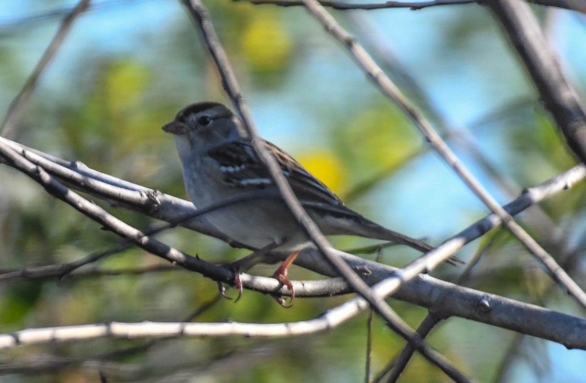 Dachsammer - ML644520653