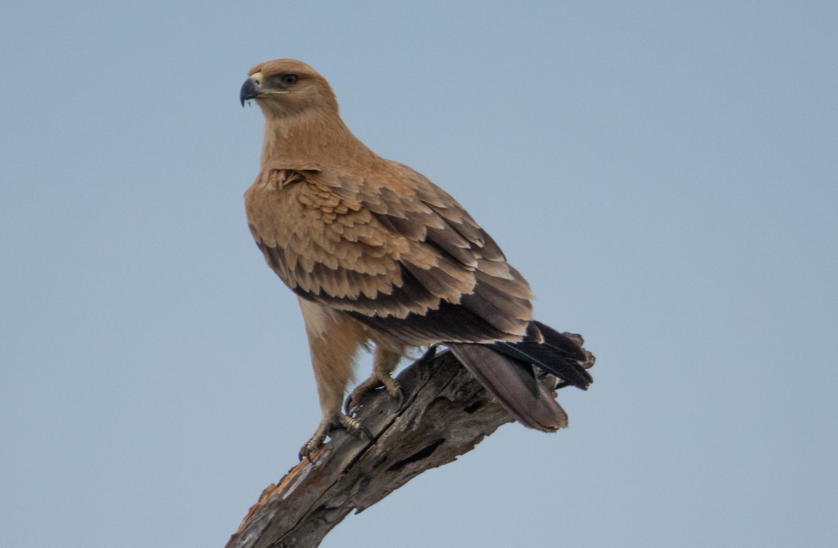 Tawny Eagle - ML644520655