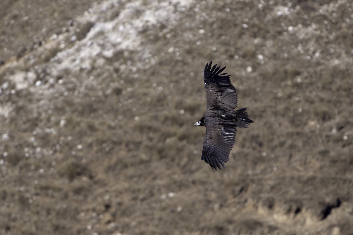 Buitre Negro - ML644520660