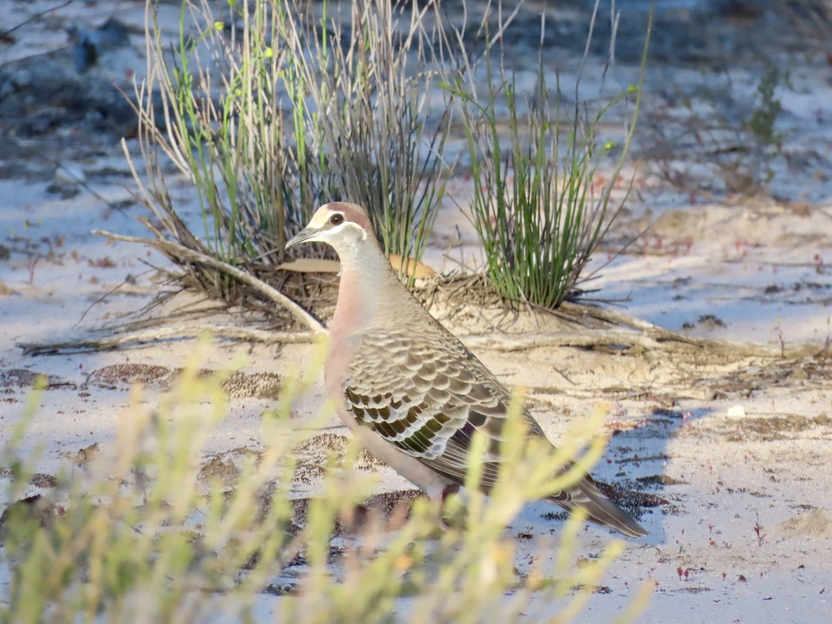 Common Bronzewing - ML644520662