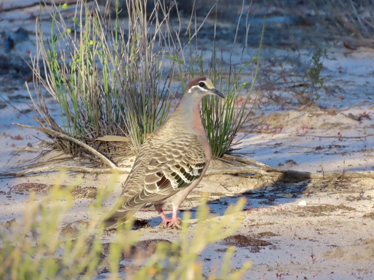 Common Bronzewing - ML644520663