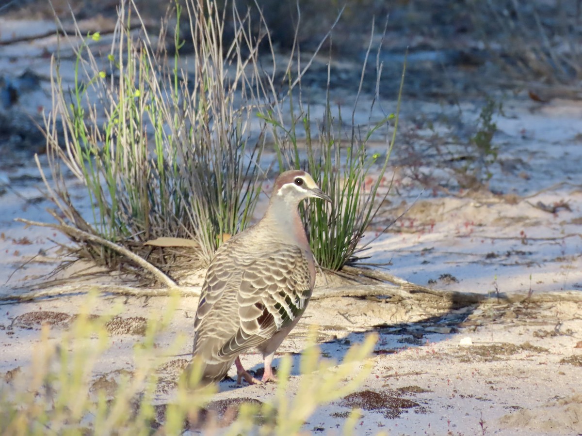 Common Bronzewing - ML644520664
