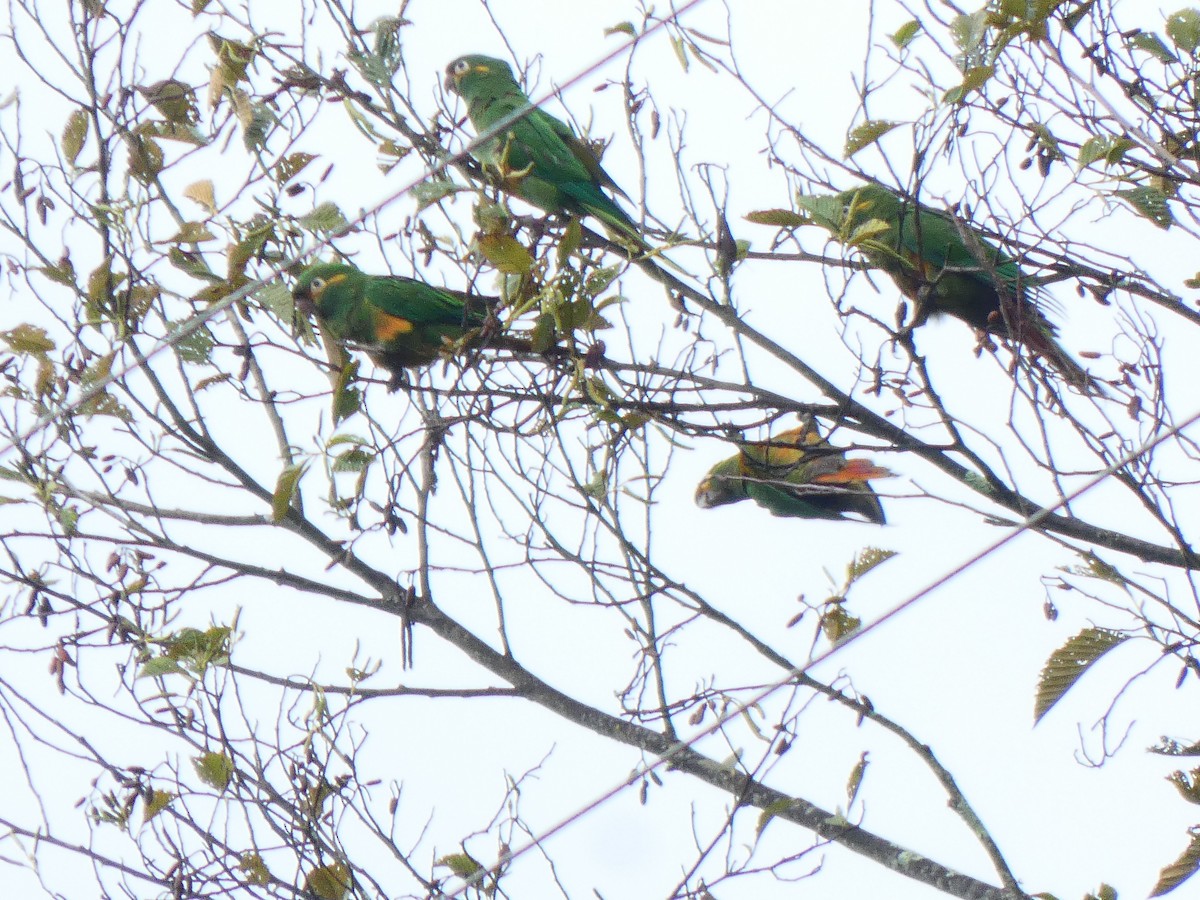 Golden-plumed Parakeet - ML644520665