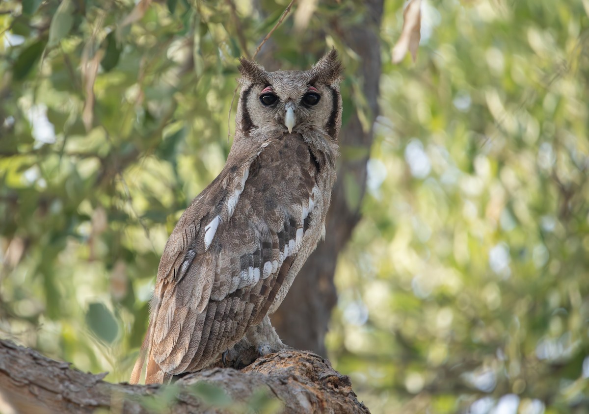Verreaux's Eagle-Owl - ML644520677