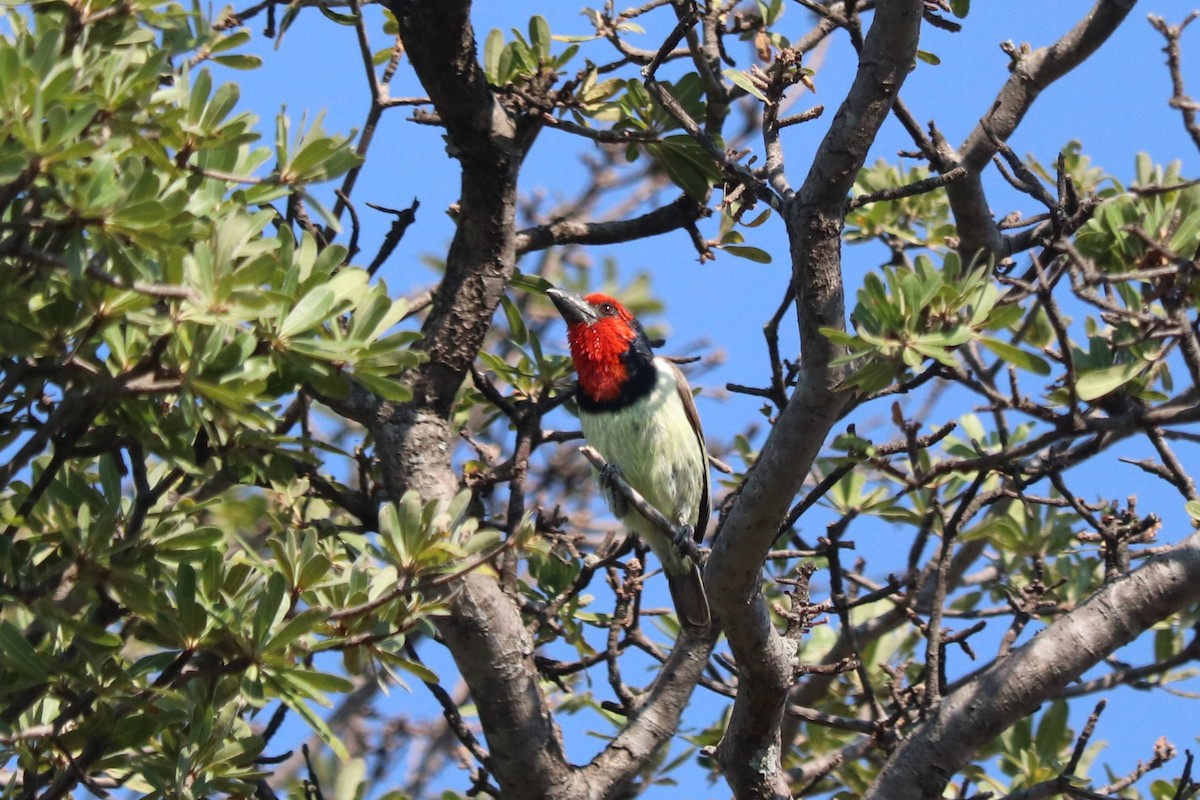 Black-collared Barbet - ML644520684