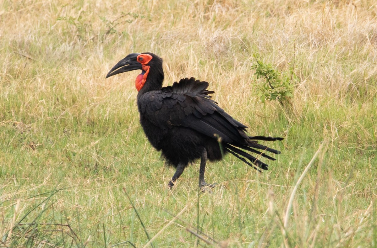 Southern Ground-Hornbill - ML644520689