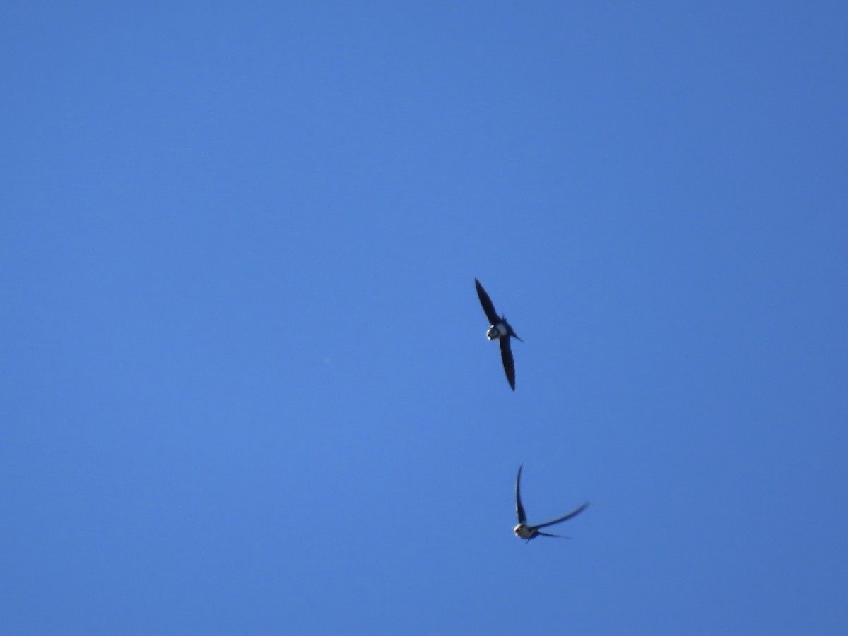 White-backed Swallow - ML644520690