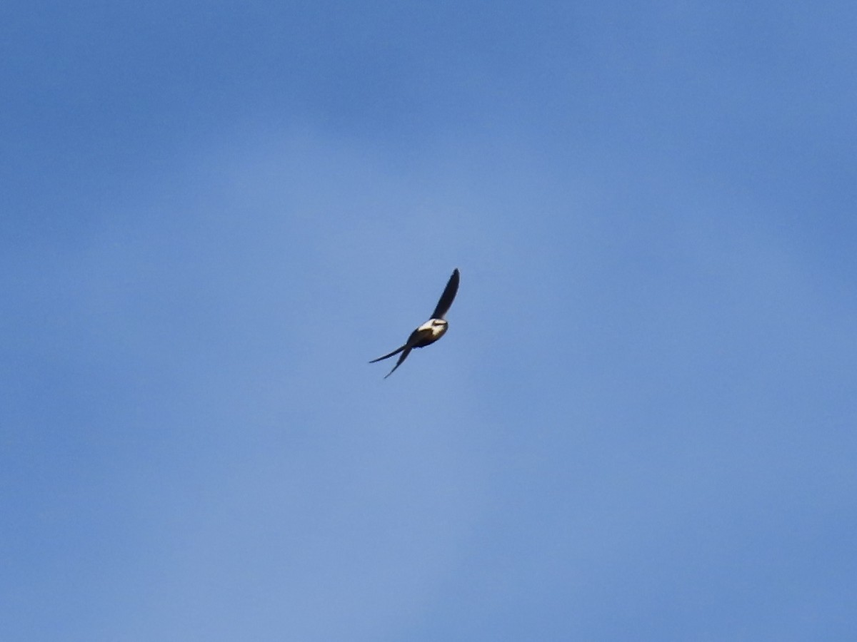 White-backed Swallow - ML644520691