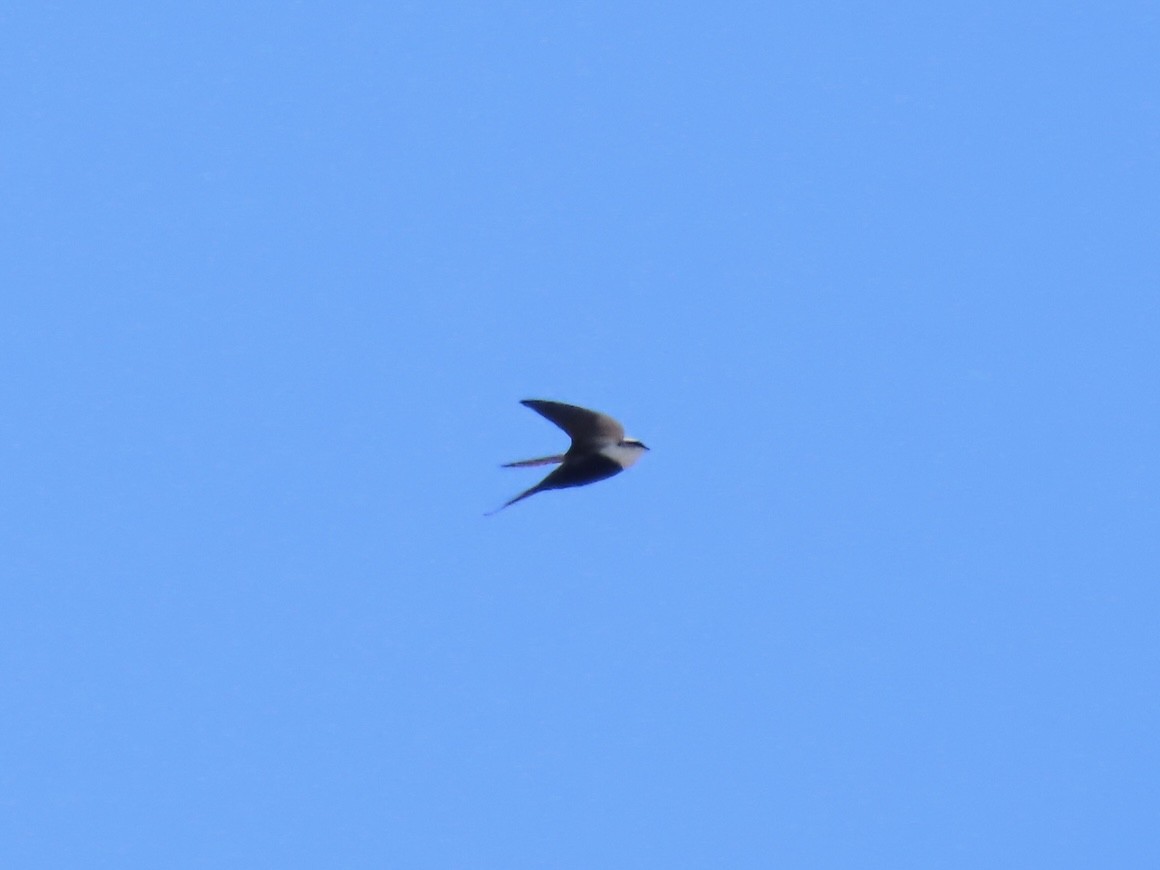White-backed Swallow - ML644520692
