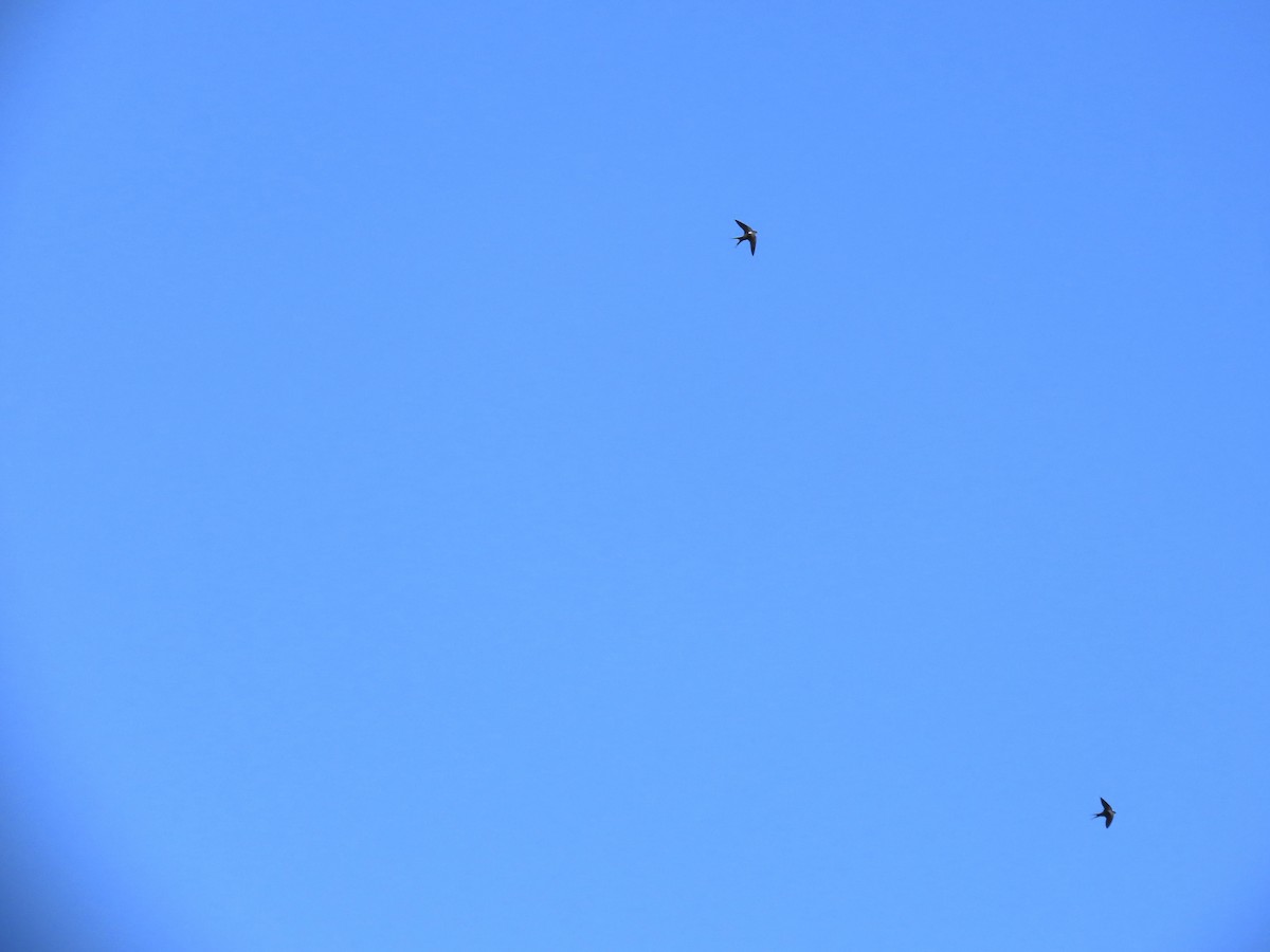 White-backed Swallow - ML644520693