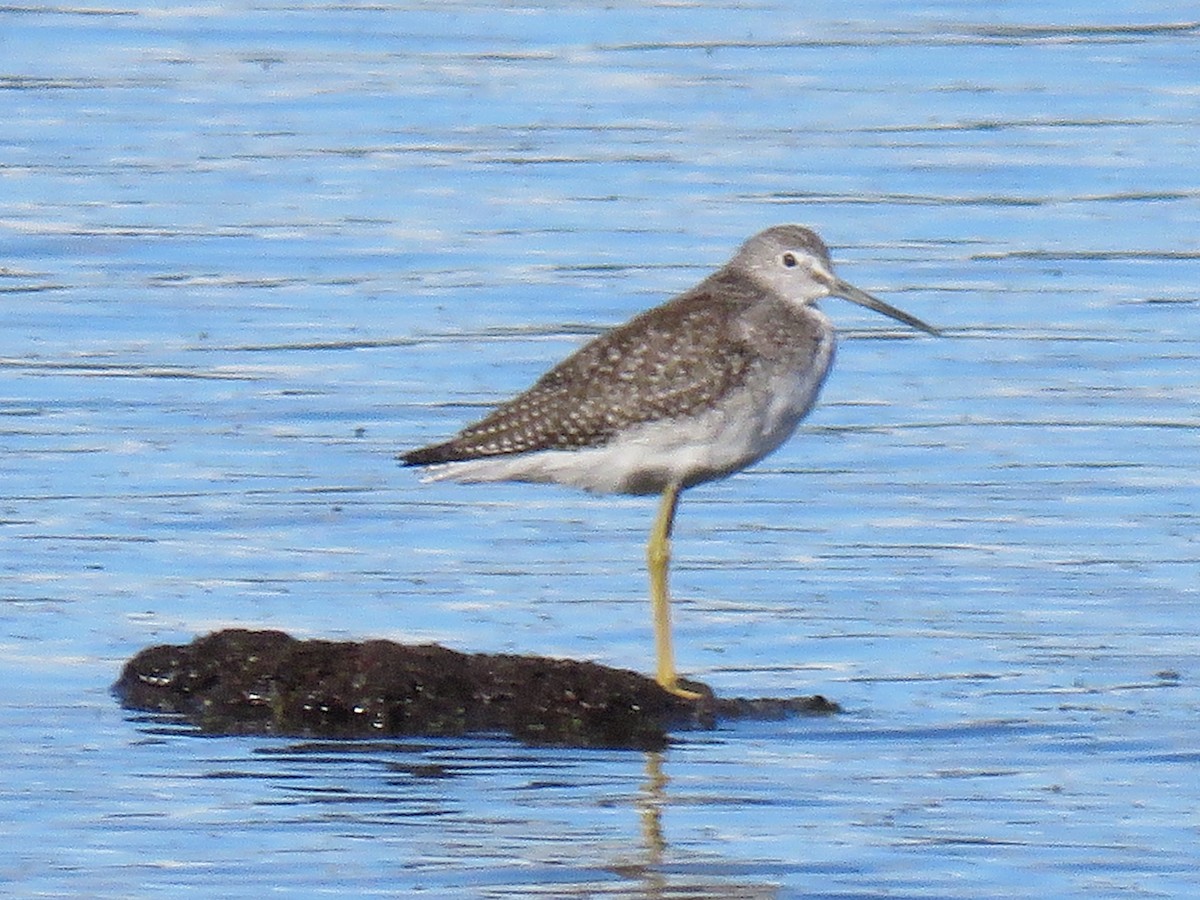 Greater Yellowlegs - ML644520704