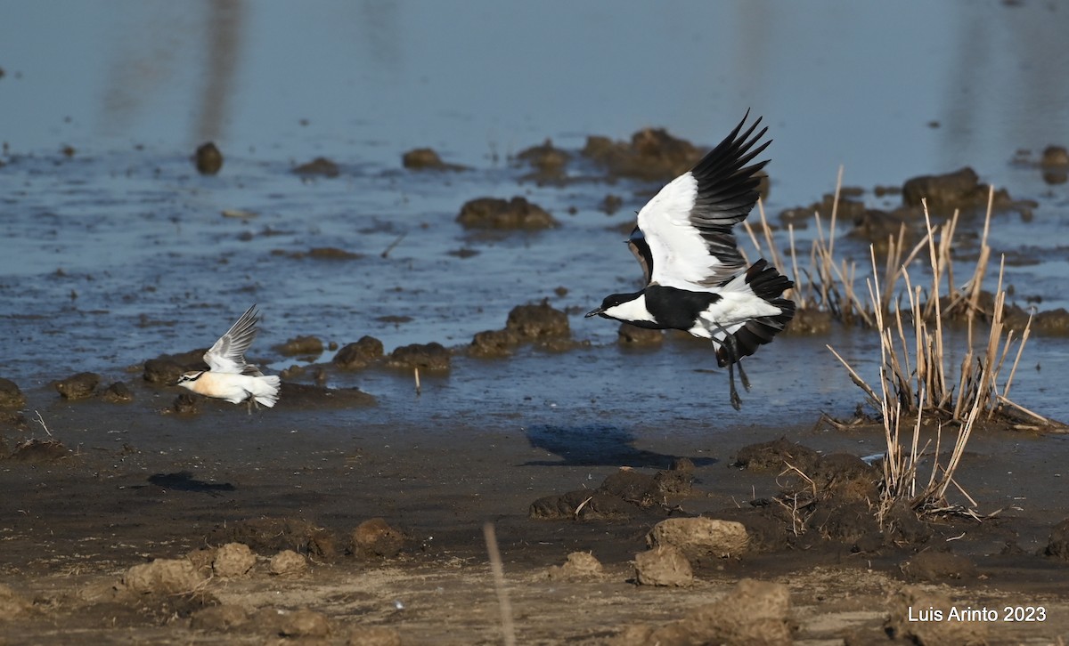Пісочник-пастух - ML644520718