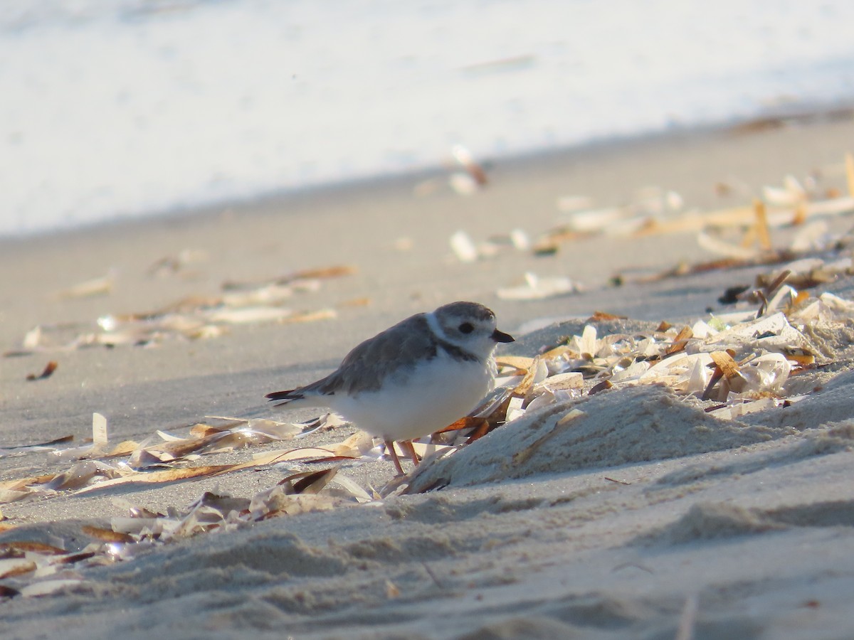 Flötenregenpfeifer - ML644520721