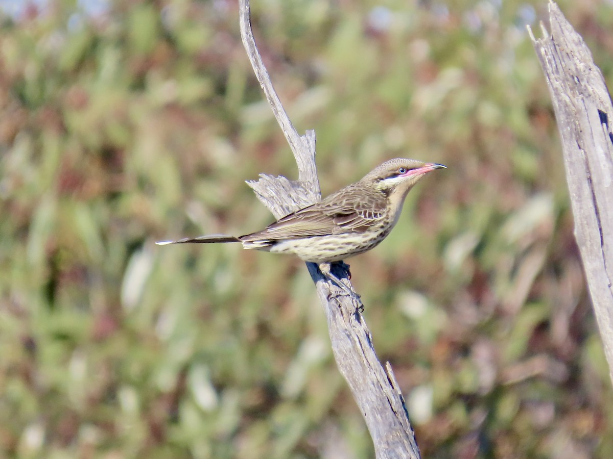 Spiny-cheeked Honeyeater - ML644520723