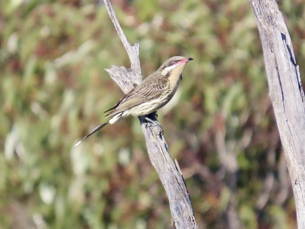 Spiny-cheeked Honeyeater - ML644520724