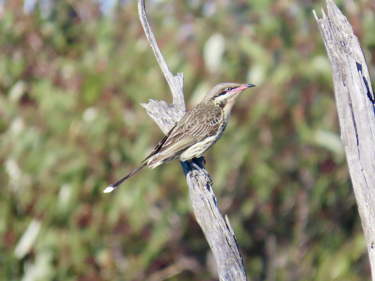 Spiny-cheeked Honeyeater - ML644520725