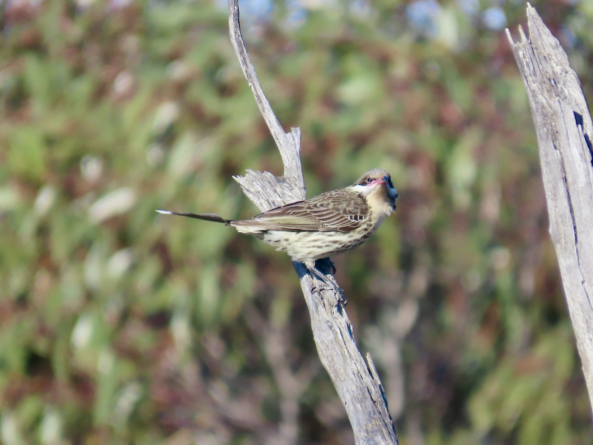 Spiny-cheeked Honeyeater - ML644520726