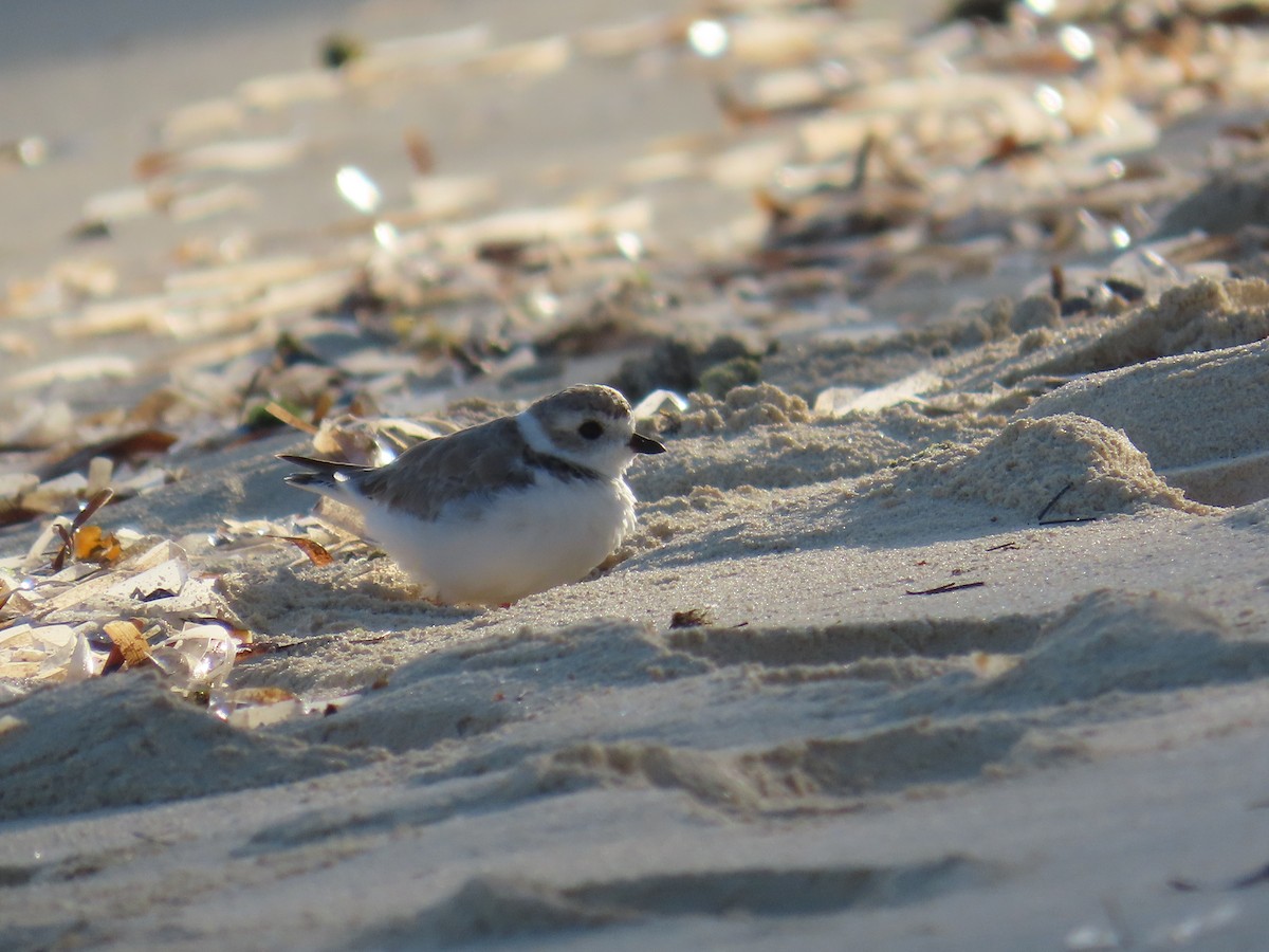 Flötenregenpfeifer - ML644520733