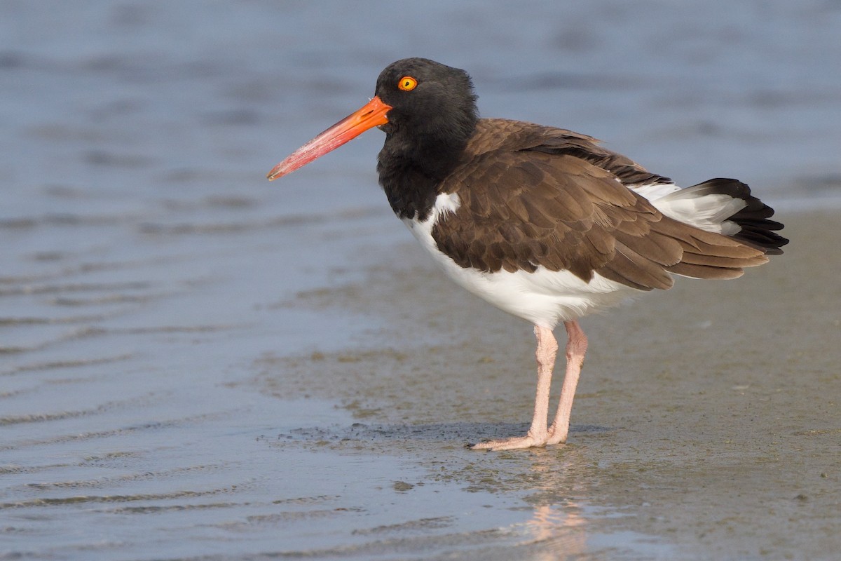 Кулик-сорока американський - ML644520740