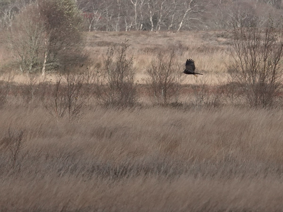 西方澤鵟 - ML644520750