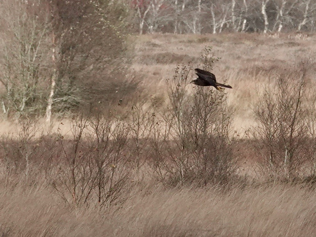 西方澤鵟 - ML644520753