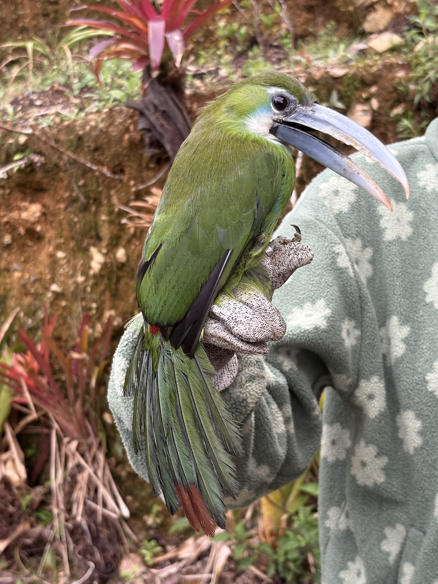 Blue-banded Toucanet - ML644520762