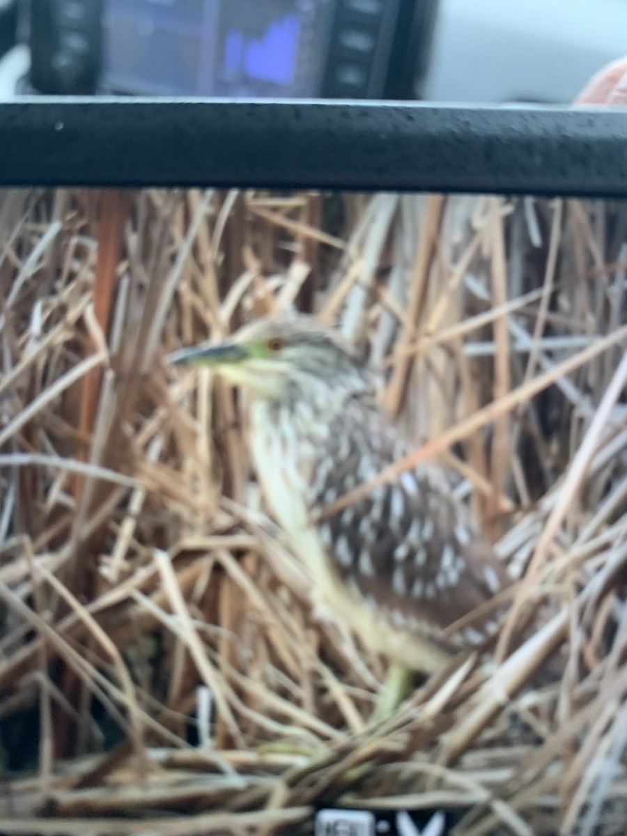 Black-crowned Night Heron - ML644520763