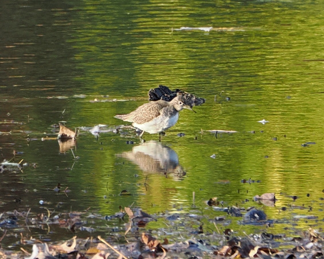 Solitary Sandpiper - ML644520765
