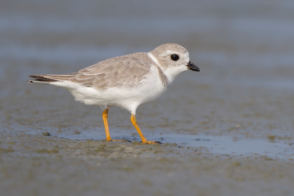 Flötenregenpfeifer - ML644520771