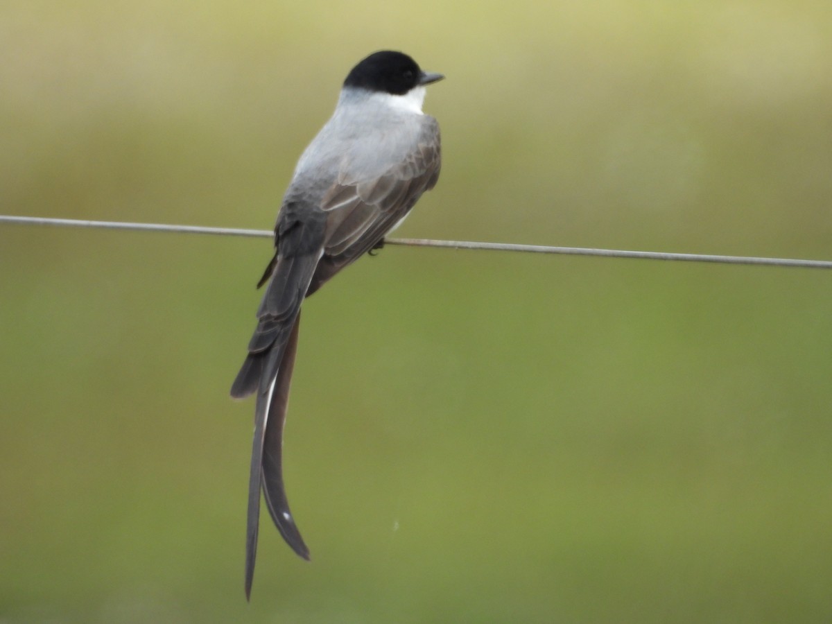 Fork-tailed Flycatcher - ML644520784