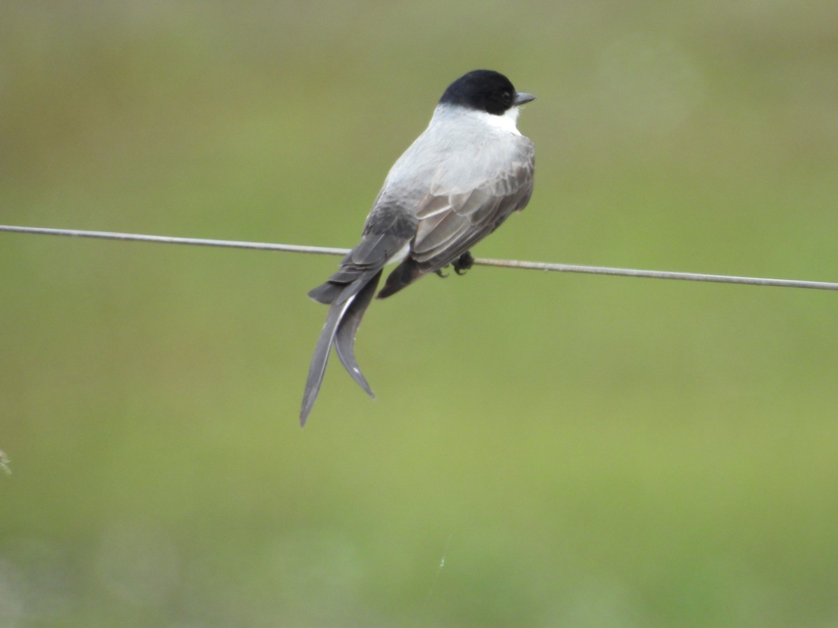 Fork-tailed Flycatcher - ML644520785