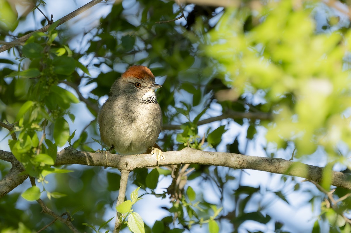 Sooty-fronted Spinetail - ML644520791