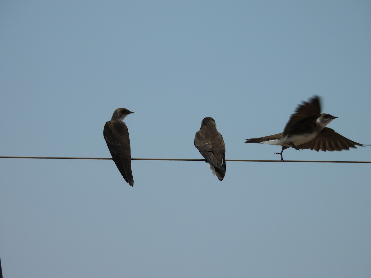 Brown-chested Martin - ML644520809