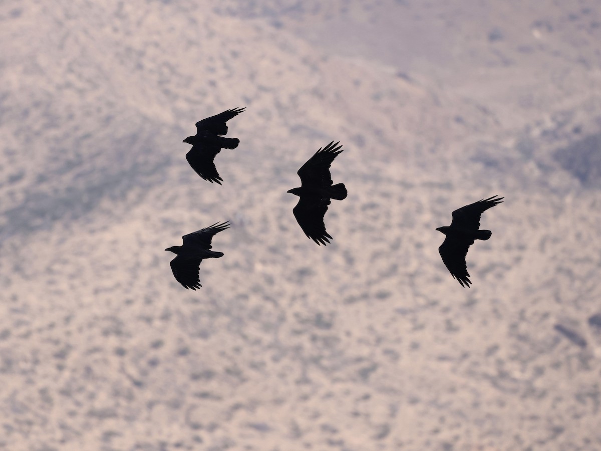 チビオガラス - ML644520818