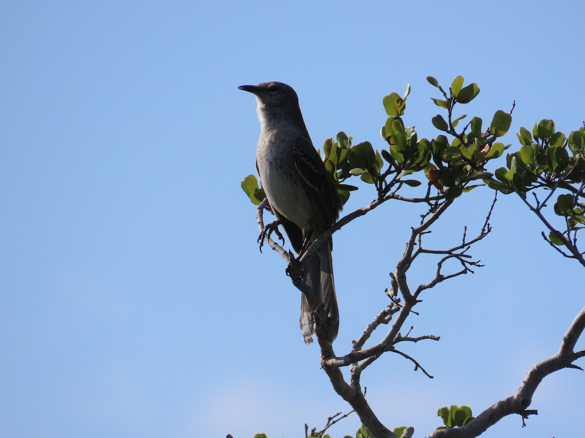 Bahama Taklitçisi - ML644520822