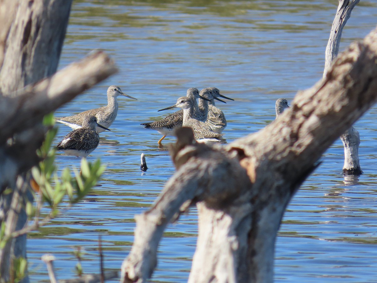 Büyük Sarıbacak - ML644520832