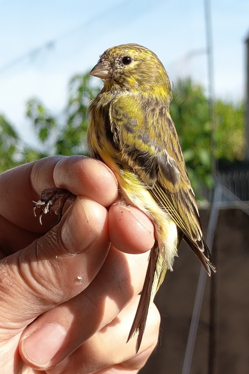 Girlitz - ML644520836