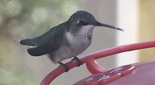 Ruby-throated Hummingbird - ML644520837